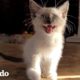 Gatito ama acurrucarse con su hermano Chihuahua I El Dodo | El Dodo