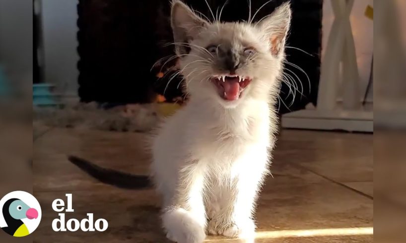 Gatito ama acurrucarse con su hermano Chihuahua I El Dodo | El Dodo