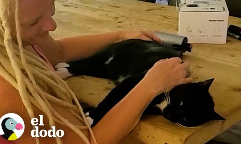 Gato vecino insiste en tener pijamadas con esta pareja | Cat Crazy | El Dodo