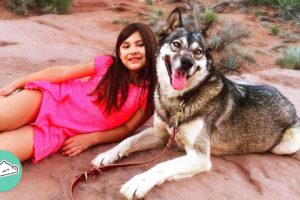 Girl's Best Friend: Rescued Wolf Dog Became a Protector and Companion | Cuddle Buddies