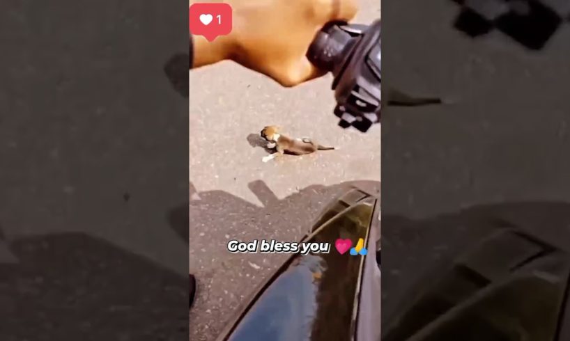 God bless you save street puppy πππ #shorts #dog #animals #streetdog #reels