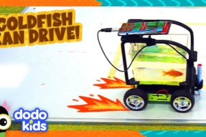 Goldfish Drives Robot Car | Dodo Kids | Animal Videos