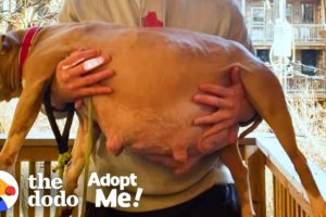 Guy Decides To Foster A Very Pregnant Pit Bull Who Needs A Home Now | The Dodo Adopt Me!