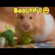 Hamster Eat the Nuts - funny  Hamsters Videos Compilation - cute hamster  🐹