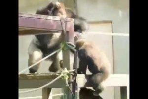 Happy 😁 gorilla 🦍 playing #gorilla #asmr #mukbang #animals #playing #shorts #viral #youtubeshorts