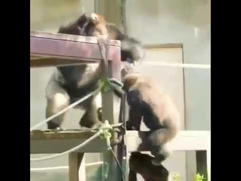 Happy 😁 gorilla 🦍 playing #gorilla #asmr #mukbang #animals #playing #shorts #viral #youtubeshorts