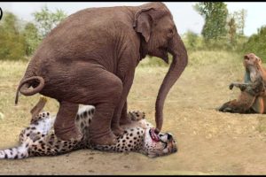 Herd Of Elephants Rescues Baby Monkey From Leopard Hunting || Wild Animal Attack