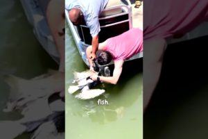 Hero Rescues Choking Pelican from Certain Death