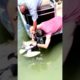 Hero Rescues Choking Pelican from Certain Death