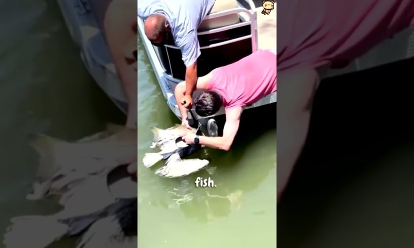 Hero Rescues Choking Pelican from Certain Death