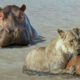 Hippo fights fiercely with Lions to save Antelope - Wild animal fights caught on camera