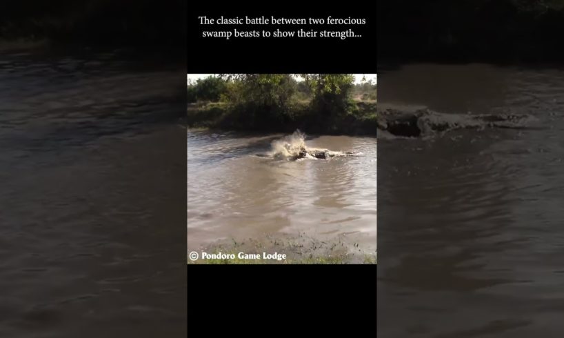Hippos fighting | wild animal attack #shorts #wildanimals