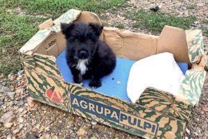 His owner left him in a cardboardbox, but he is the happiest dog now!