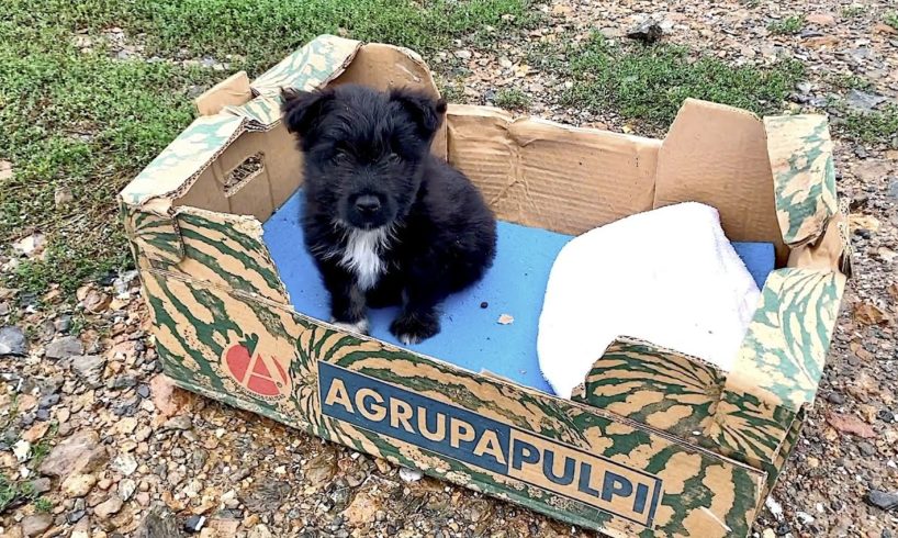 His owner left him in a cardboardbox, but he is the happiest dog now!