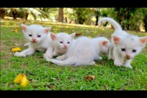 Homeless kittens calling mother meowing but ? Kittens rescue