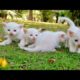 Homeless kittens calling mother meowing but ? Kittens rescue