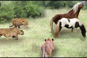 Horse & Lion Attack | Wild Animal Fights Caught On Camera
