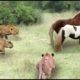 Horse & Lion Attack | Wild Animal Fights Caught On Camera