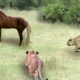 Horse & Lion| Wild Animal Fights Caught On Camera || Wildlife Documentary