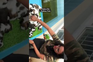House full of Cute puppies 🏡🐶❤️ #shihtzu #dog #puppy #puppies #cute #shorts #short #bangalore