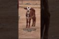 How smart are cows? #cows #funny #animals