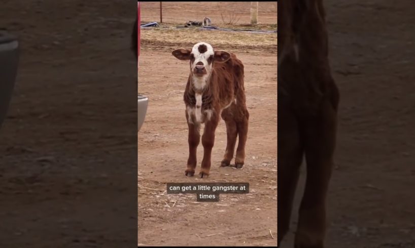 How smart are cows? #cows #funny #animals