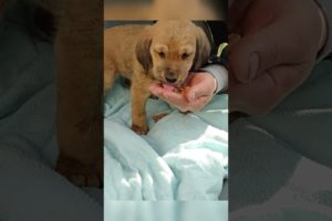 Incredible Rescue of an Abandoned Puppy #shorts