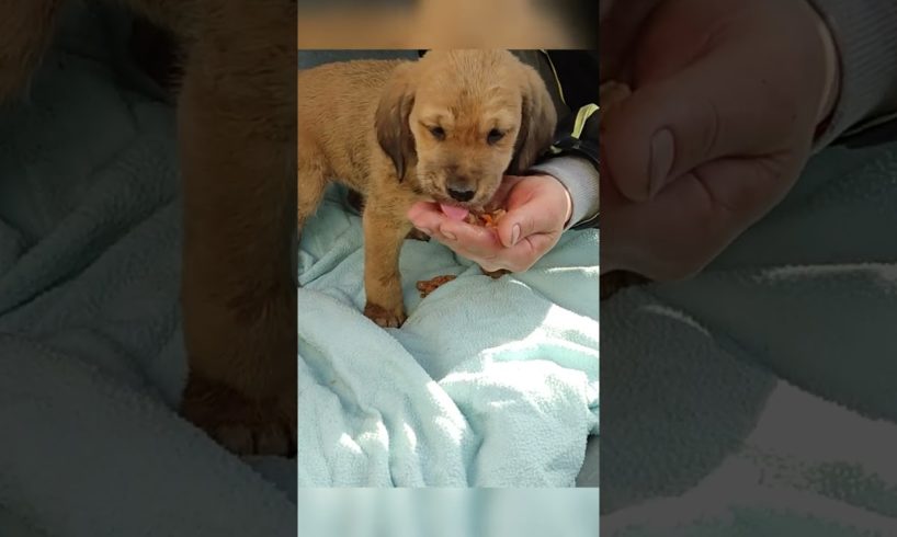 Incredible Rescue of an Abandoned Puppy #shorts