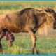 Injured Wildebeest and Animals Fight For Life