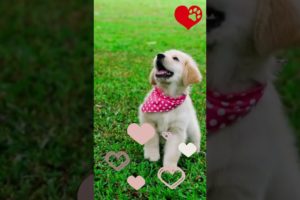 Inspiring Compilation of Adorable Puppies: The Cutest Pets Around #cuteanimals #funnypets