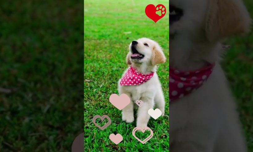 Inspiring Compilation of Adorable Puppies: The Cutest Pets Around #cuteanimals #funnypets
