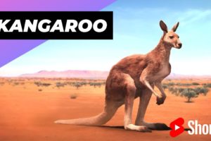 Kangaroo 🦘 One Of The Cutest & Dangerous Animals In The World #shorts