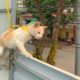 Kitten Stuck On The Roof Is Scared And Crying Begging For Help