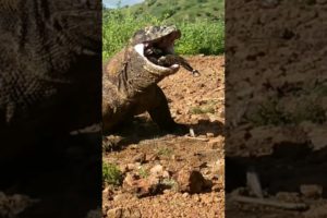 Komodo dragon is a giant snake with 4 legs #shorts #animals #viral