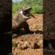 Komodo dragon is a giant snake with 4 legs #shorts #animals #viral