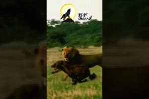 LION CHASING HYENA/WILD ANIMALS FIGHT #shorts #animals #lion
