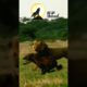 LION CHASING HYENA/WILD ANIMALS FIGHT #shorts #animals #lion