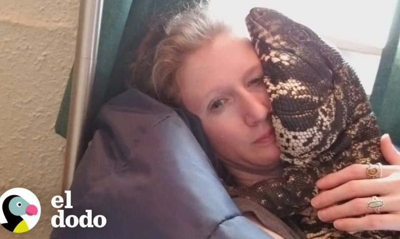 Lagarto gigante y su mamá tienen la relación más dulce | Almas Gemelas | El Dodo