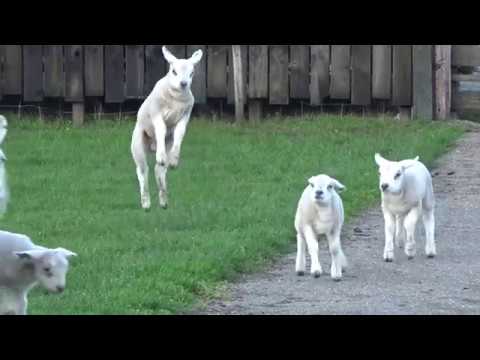 Lambs Jumping