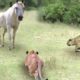 Lion vs Horse | Wild Animal Fights Captured On Camera