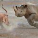 Lioness Attacks the Wrong Opponent! EXTREME Wild Animal Fights