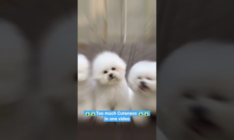 Look 😱😱at these cutest Puppies #shorts #dog #viral #dogsvideo #puppy #puppyvideos