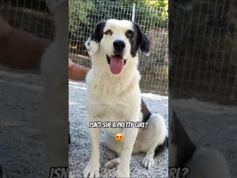 Molly: From Stray to Hopeful Adoptee - Takis Shelter