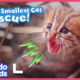 Mom’s Daring Baby Wild Cat Rescue Caught On Camera! | Dodo Kids | Rescued!