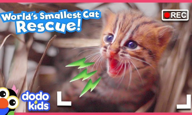 Mom’s Daring Baby Wild Cat Rescue Caught On Camera! | Dodo Kids | Rescued!