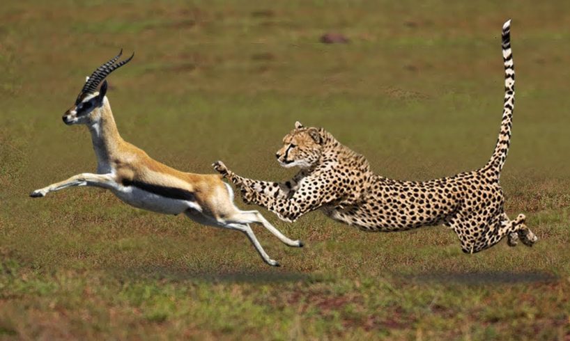 Most Amazing Big Cats Hunting Attack Compilation   Cheetah Lions Jaguar Leopard