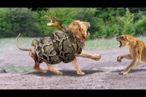 Most Amazing Moments Of Africa Wild Animal Fights! See how the python attacked the lion.