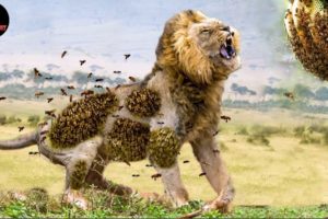 Most Amazing Moments Of Wild Animal Fights - Wild Discovery Animals 2022