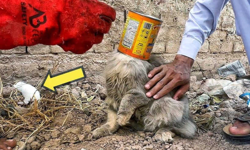 Mother Cat crying to See her newborn kittens after her Head got STUCK