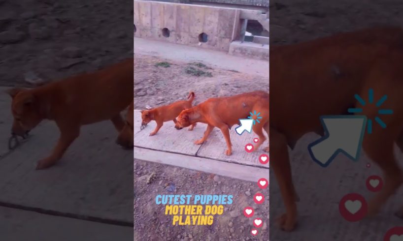 Mother dog playing with cutest puppies #doglover